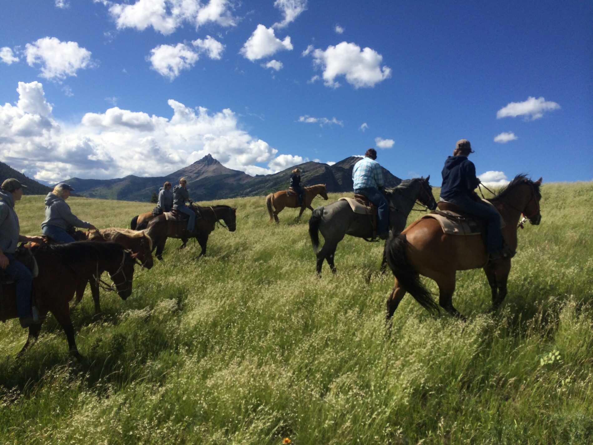 Bison Paddock horseback riding