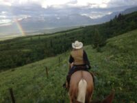 horse and rider on field trail