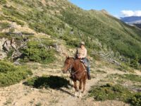 horse and rider on trail