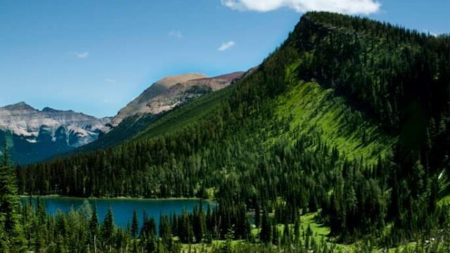 mountains with blue sky & grass with white wildflowers